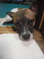 蘭 犬 雑種