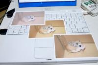 写真を３枚見比べてみよう