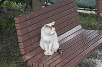 猫ロード