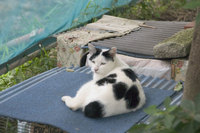 猫ロード