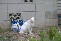 猫ロード