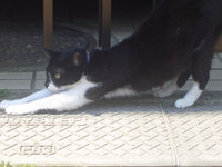 動物写真館　猫