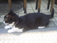 動物写真館　猫