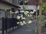 QV-R51 望遠側の画像