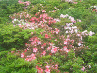 星が山公園　さつきまつり