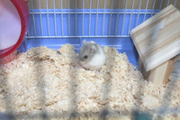しまぞうが家に来た