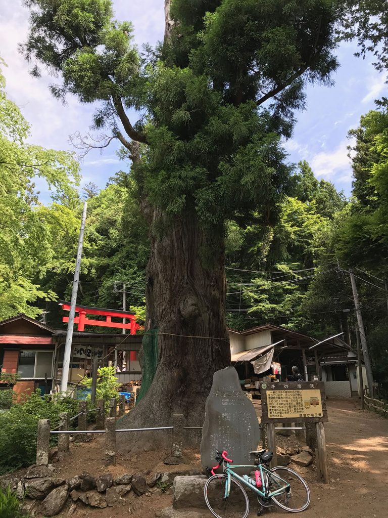 子の権現登頂後すぐに迎えてくれる巨木